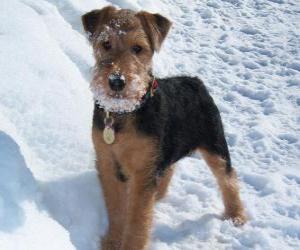 Puzzle Welsh Terrier προέρχεται από την Ουαλία